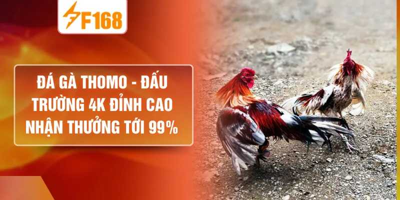 Đá Gà Thomo - Đấu Trường 4K Đỉnh Cao Nhận Thưởng Tới 99%