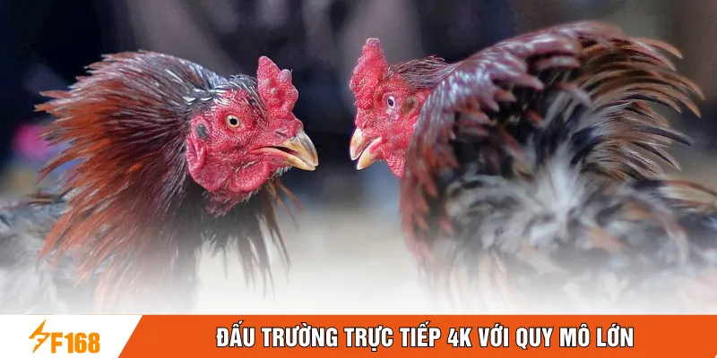 Đấu trường trực tiếp 4K với quy mô lớn 