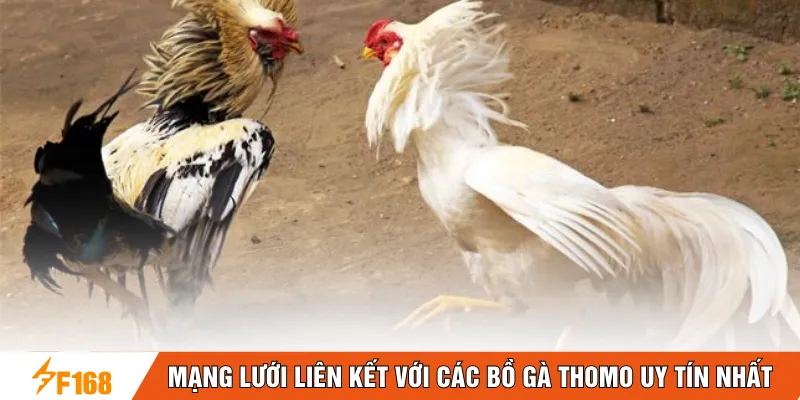 Mạng lưới liên kết với các bồ gà Thomo uy tín nhất